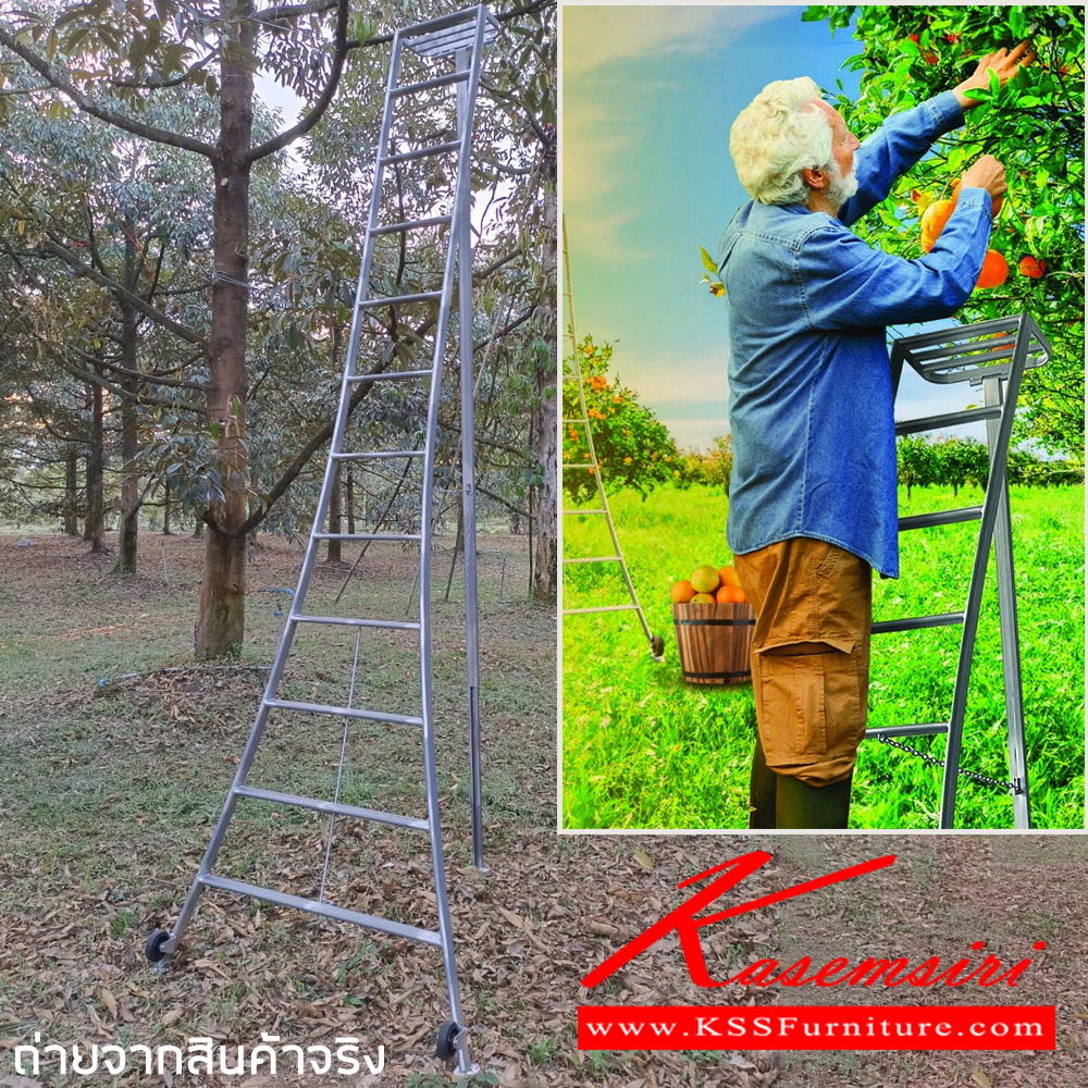 31074::LD-FP(บันไดเก็บผลไม้)::บันไดเหล็ก เก็บผลไม้ LD-FP08(บันไดเก็บผลไม้8ฟุต),LD-FP10(บันไดเก็บผลไม้10ฟุต),LD-FP12(บันไดเก็บผลไม้12ฟุต) ผลิตจากเหล็กคุณภาพดี มีโซ่ช่วยยึดปลอดภัย รองรับน้ำหนัก 150 Kg. พื้นรองขารูปทรงตีนเหยี่ยวและมีล้อ ขาส่วนด้านหลังปรับซ้ายหรือขวาได้ รับประกัน1ปี